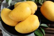“热带果王”芒果树一年结几次果？怎么种才能长更多的果实？