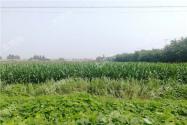 农村里的农作物大麦，摇身一变成“网红食品”，100克能卖上百元