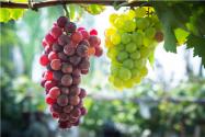 2019年种植什么水果最赚钱？10种“网红体质”水果前景分析！