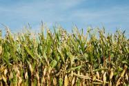现在玉米价格多少钱一斤？2021年价格走势如何？