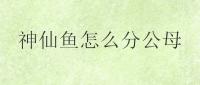神仙鱼怎么分公母