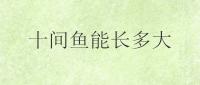 十间鱼能长多大