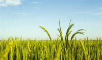2015年小麦补贴怎么查询？