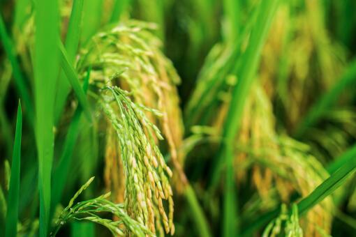 2018年东莞高埗镇水稻种植补贴新政：每亩补贴提高至250元