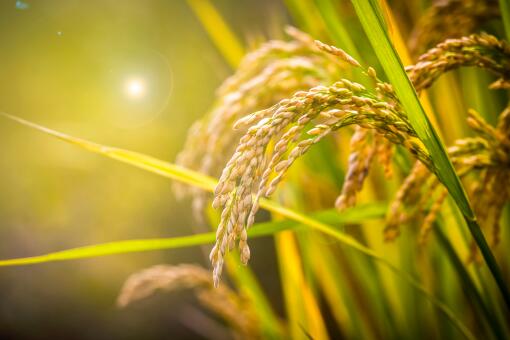 2018年广州村民承包100亩耕地种植水稻每年能补助多少钱？
