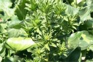 食用香料“刺芹”是什么？怎么种植？