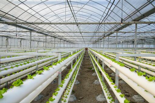 蔬菜大棚造價每畝要多少錢2020年每畝能補助多少錢