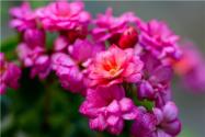 什么是木本花卉?种植木本花卉的苗圃怎么除杂草?