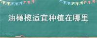 油橄榄适宜种植在哪里