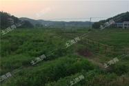 老牛茶(罗布麻)什么时候采摘?分布在哪些地区?泡水治什么?