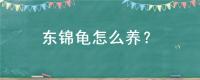东锦龟怎么养