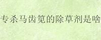 专杀马齿笕的除草剂是啥