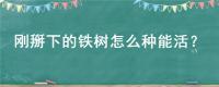 刚掰下的铁树怎么种能活