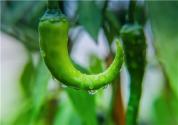 二荊條是什么？和線椒的區(qū)別在哪？三招教你如何分辨二荊條！