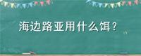 海边路亚用什么饵