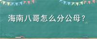 海南八哥怎么分公母
