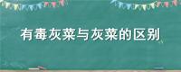 有毒灰菜与灰菜的区别