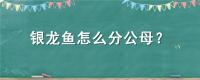 银龙鱼怎么分公母