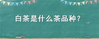 白茶是什么茶品种