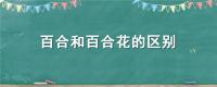 百合和百合花的区别