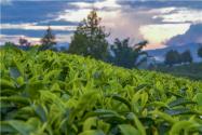 2019-2020边销茶继续免征增值税！什么是边销茶？
