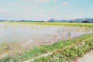 甜菜什么时间种植?一亩地产量如何?成本高吗?能赚多少钱?