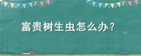 富贵树生虫怎么办？