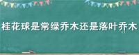 桂花球是常绿乔木还是落叶乔木