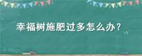 幸福树施肥过多怎么办？