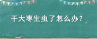 干大枣生虫了怎么办？