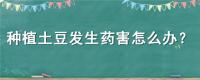种植土豆发生药害怎么办？