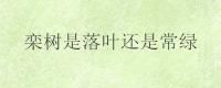 栾树是落叶还是常绿？