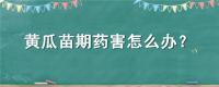 黄瓜苗期药害怎么办？