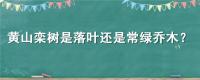 黄山栾树是落叶还是常绿乔木？