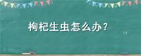 枸杞生虫怎么办