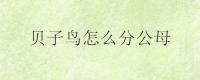 贝子鸟怎么分公母？