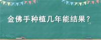 金佛手种植几年能结果？