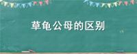 草龟公母的区别