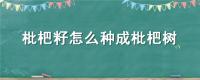 枇杷籽怎么种成枇杷树