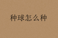 种球怎么种