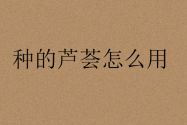 种的芦荟怎么用