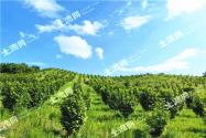 2018年苗木行情怎么樣?種植什么綠化苗木賺錢?(附價格表)