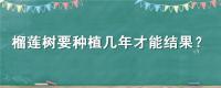榴莲树要种植几年才能结果？
