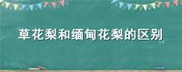 草花梨和缅甸花梨的区别