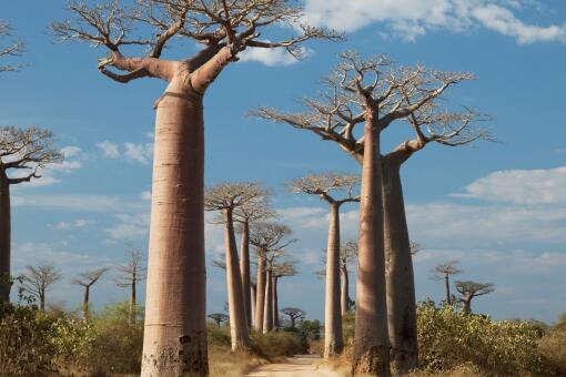 两大原因告诉你中国怎么不种猴面包树 土流网