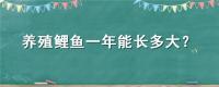 养殖鲤鱼一年能长多大？