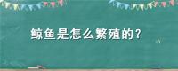 鲸鱼是怎么繁殖的