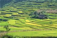 农村土地承包关系维稳，第三轮土地承包政策什么时候出来？