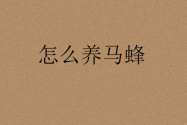 怎么养马蜂