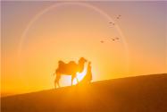 图片：骆驼背上的太阳是怎么回事？事情真相是这样的！